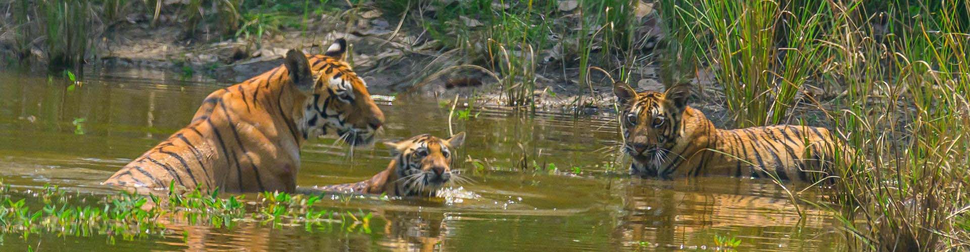 Tigers in India